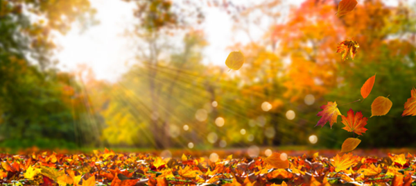 2019年網(wǎng)站設(shè)計新趨勢-瑩晨建站-prodigallitmag.com